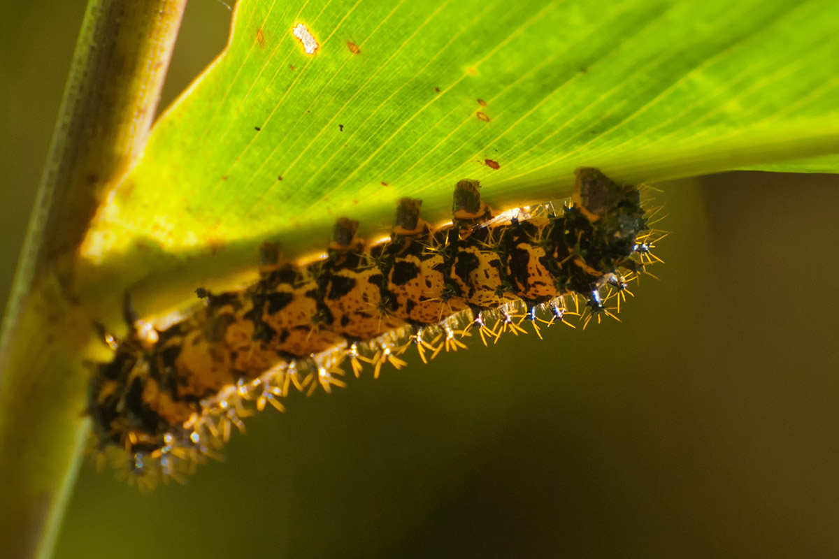 Im Nyungwe Nationalpark