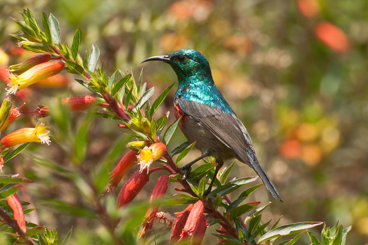 Nektarvogel