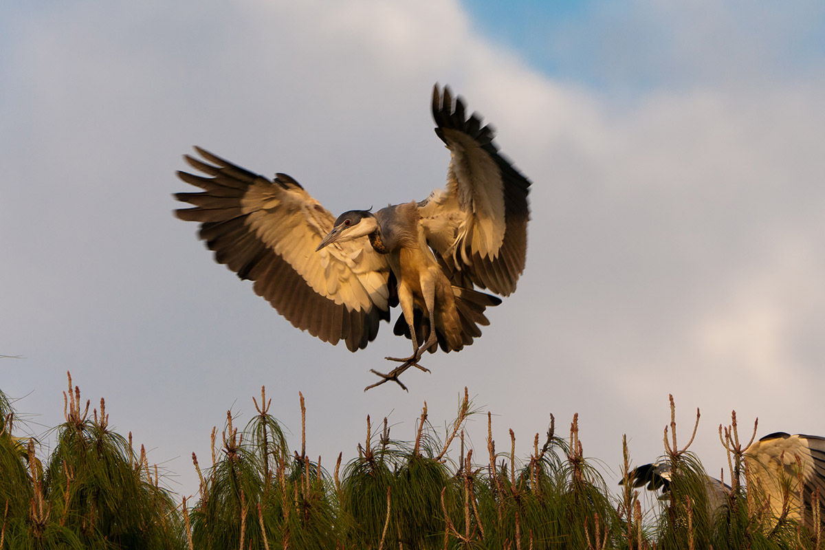 ein Reiher im Landeanflug
