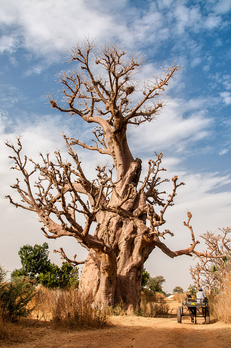 ein ca. 1000 Jahre alter Baobab-Baum