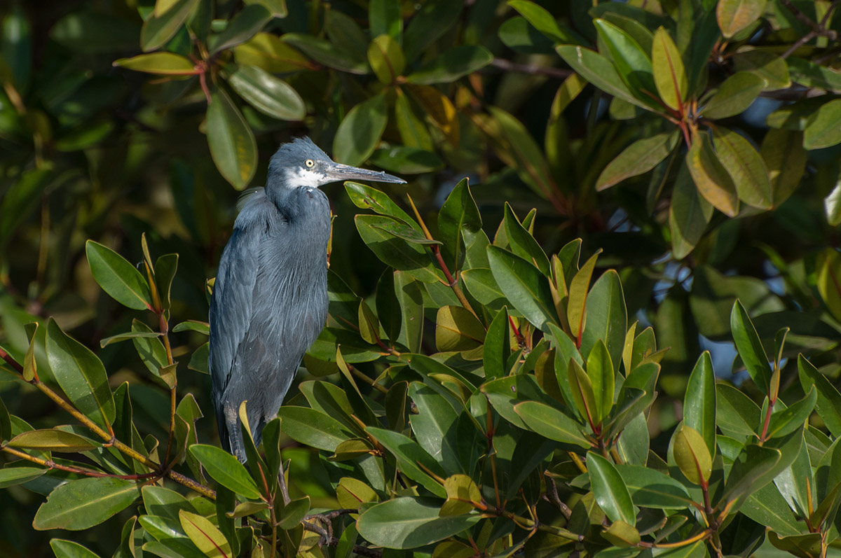 Tierwelt am Gambia-Fluss