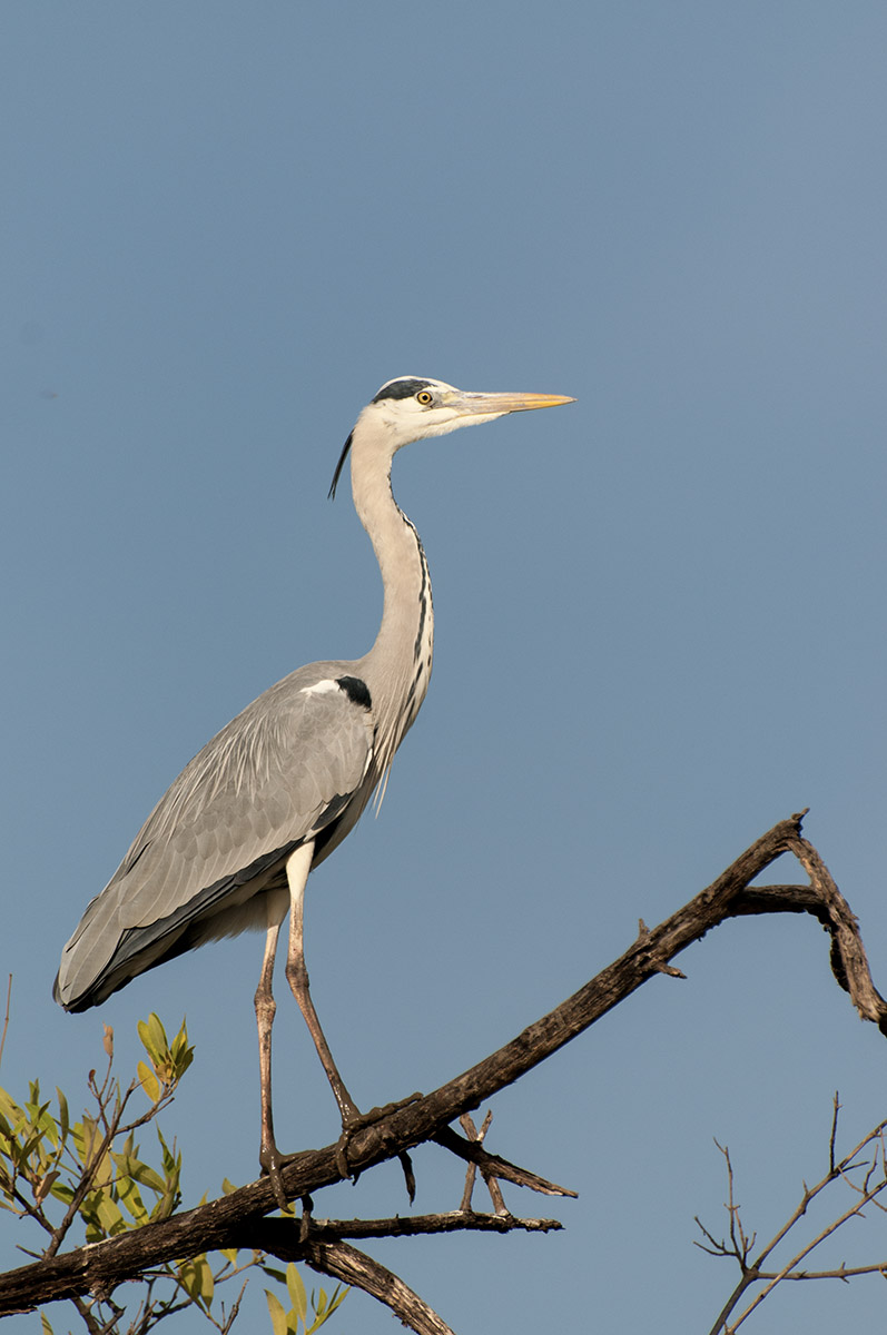 Tierwelt am Gambia-Fluss