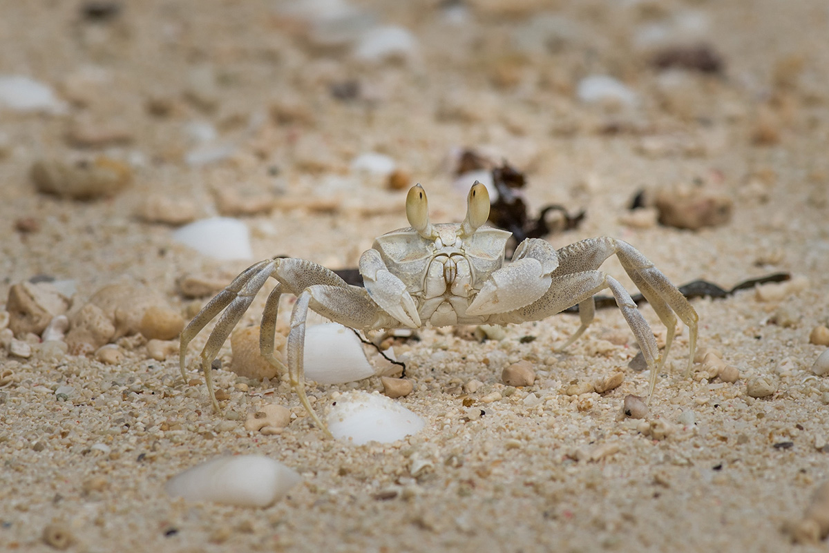 Mr. Crabs