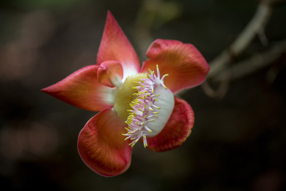 Botanischer Garten in Victoria