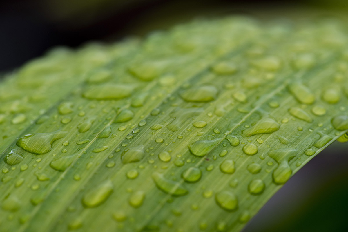 ... nach dem Regen
