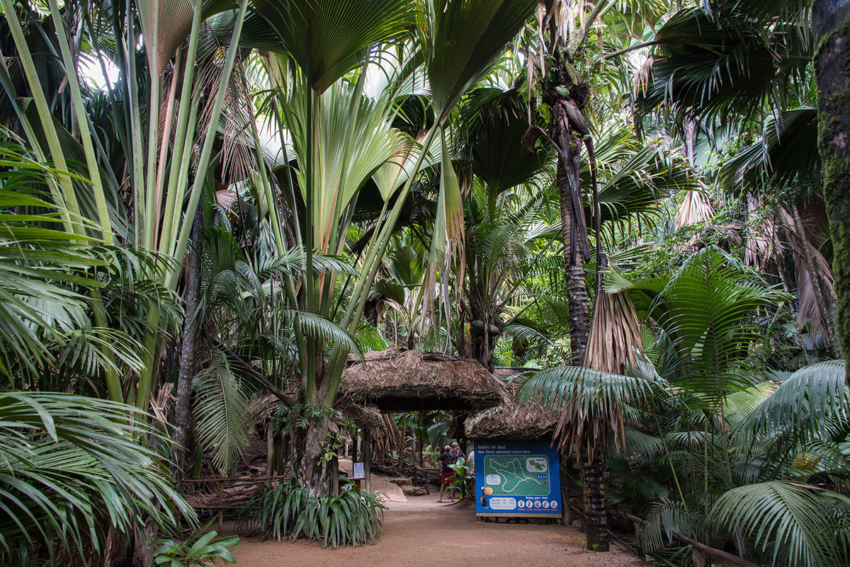 Vallee de Mai, Praslin