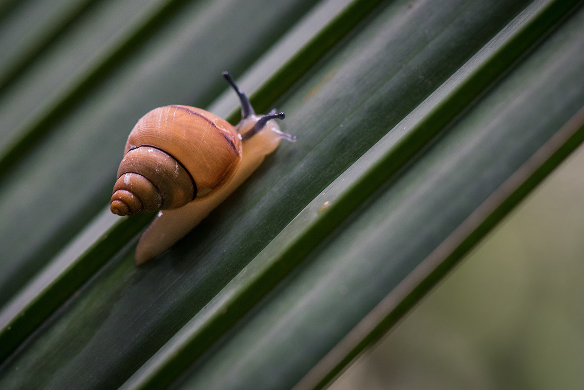 Vallee de Mai, Praslin