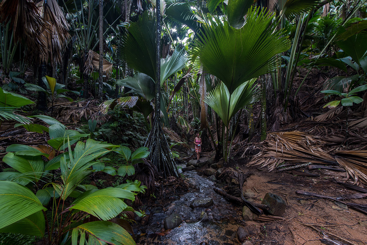 Vallee de Mai, Praslin