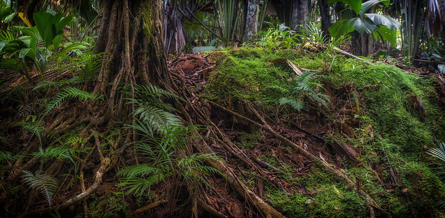 Vallee de Mai, Praslin