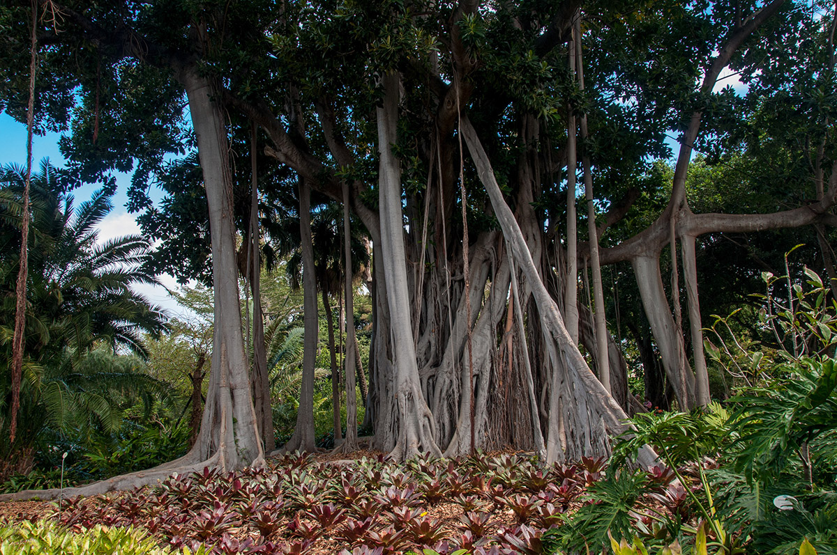 Botanischer Garten in Orotava