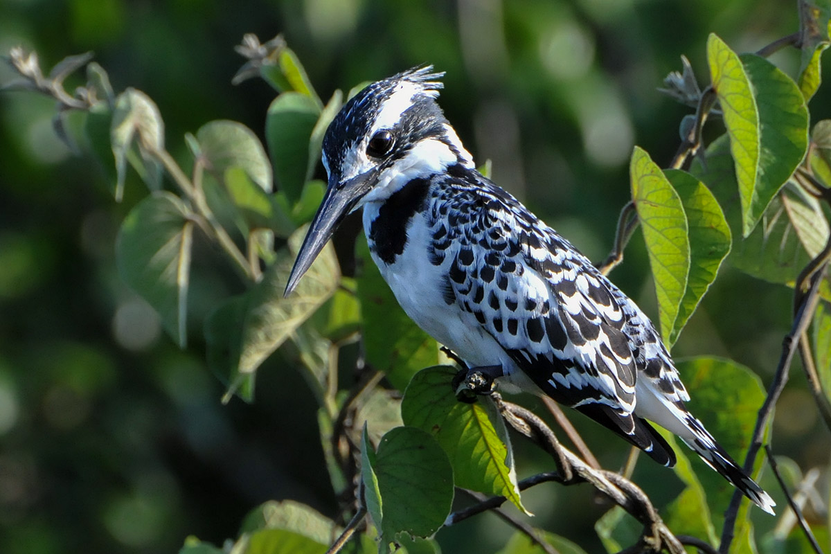 Pied Kingfisher