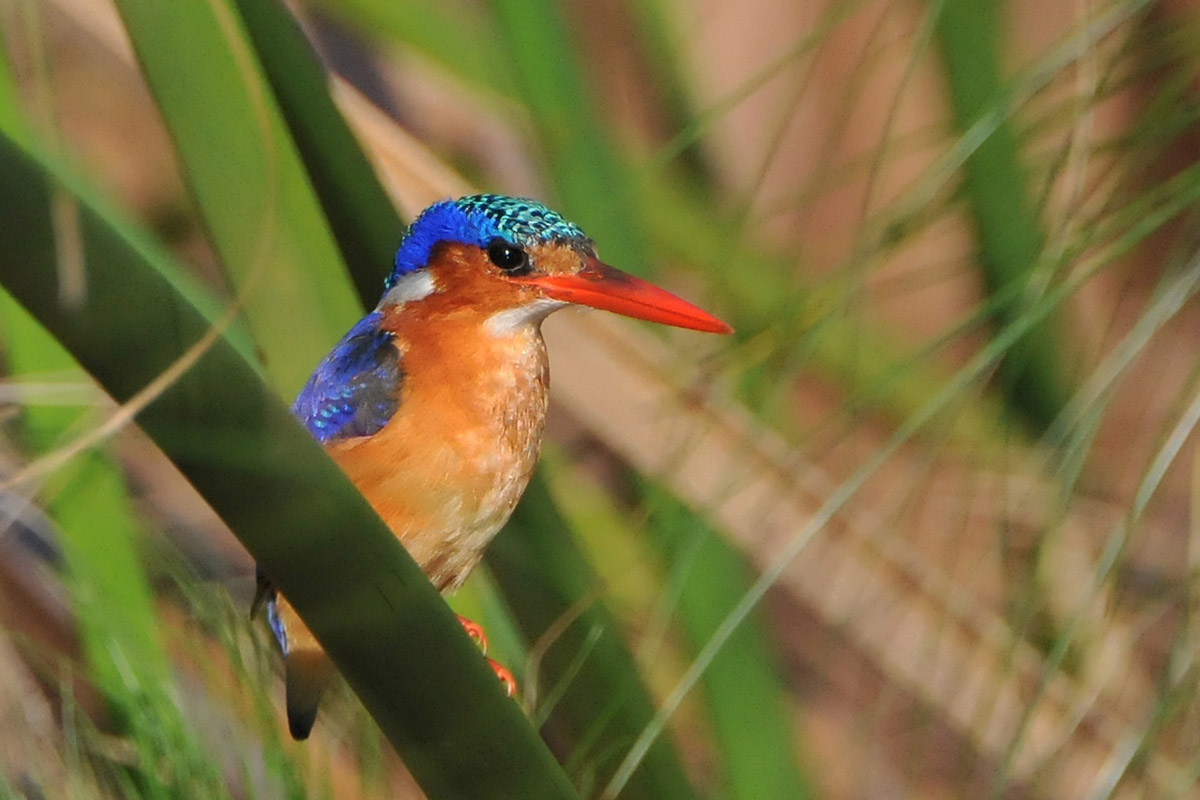 Malachit Kingfisher