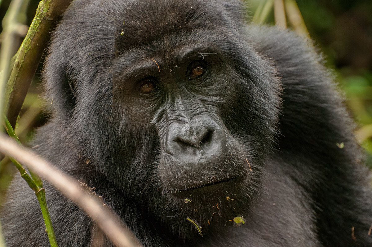 Berggorilla im Bwindi NP