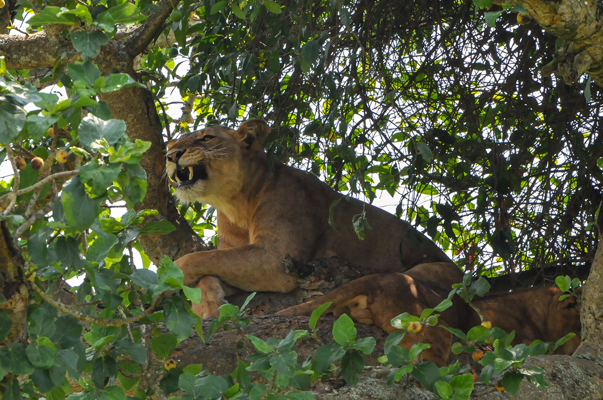 Baumlöwe im Queen Elizabeth Nationalpark