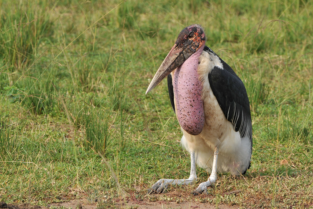 Marabu