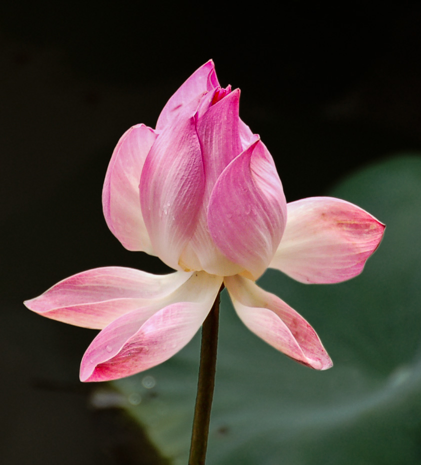 Lotusblüte